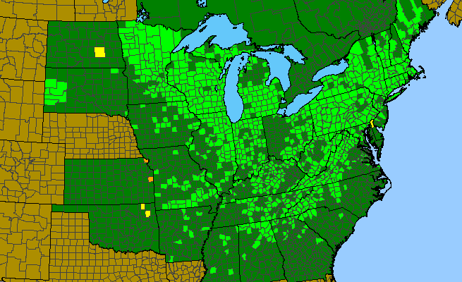 The range of Thalictrum dioicum